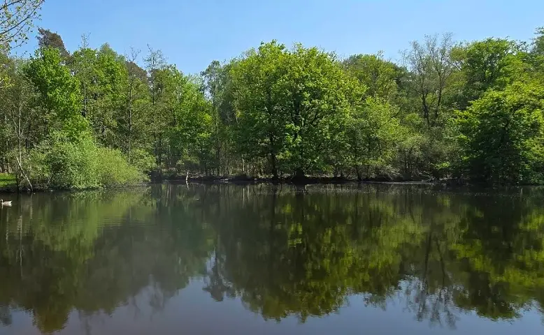 Provinciaal domein Het Leen: vijver 15