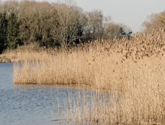 Oude Leie Sint-Baafs-Vijve