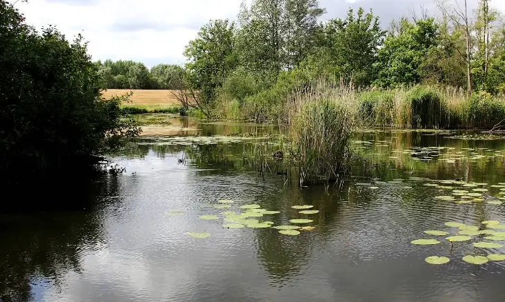 Polders van Kruibeke: Rupelmondse Kreek