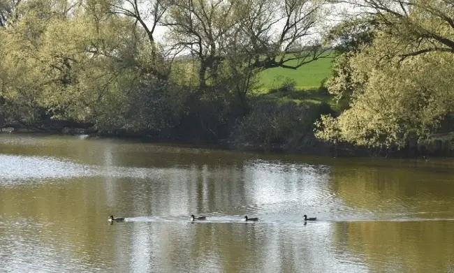 Velký slánský rybník