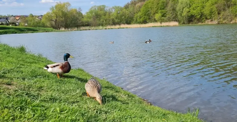 Retenční nádrž Bílovecká