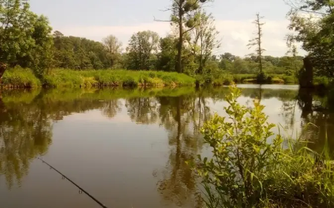 Mrtvé rameno Pustějov (Kaménka)