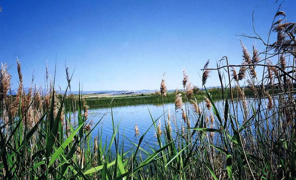 Embalse de cañas