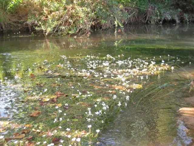 Río Buezo - Pesca del Cangrejo.