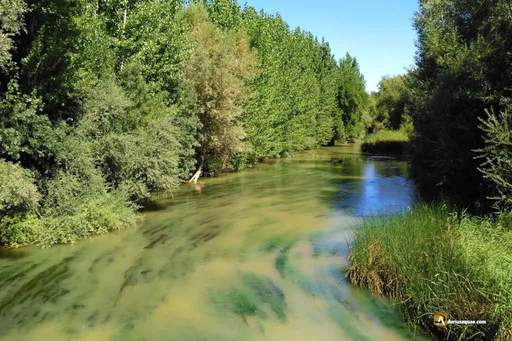 Río Cea - Valladolid (Tramo libre)