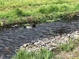 Ruisseau de Saint Fiacre