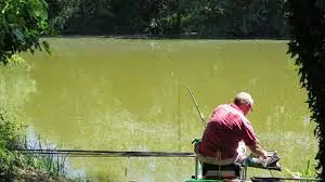 Boire du Bois de Plante
