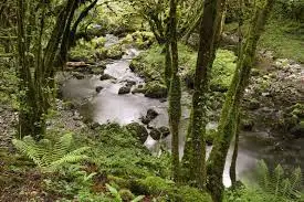 Ruisseau de Mauclercq