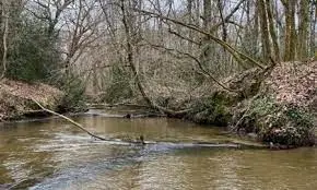 Fishing Ruisseau de Pellicat