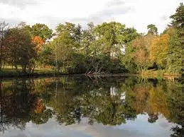 L'étang de la Gournerie