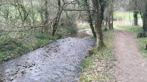 Ruisseau de la Forêt