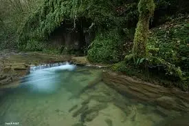 Le Ruisseau de la Forêt