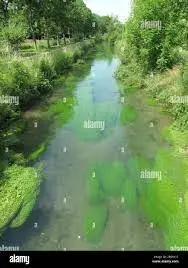 Ruisseau des Marotines