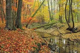 Ruisseau de la Carpière