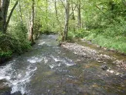 Ruisseau de l'Etang de Braux Forêt