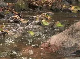 Ruisseau du Grand Etang