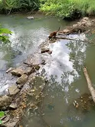 Ruisseau de Lanquenest