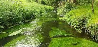 Ruisseau de Chérizé