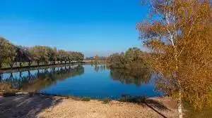 Coursière de Brenac