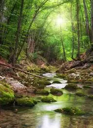 Ruisseau de la Carellaz