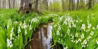 Ruisseau des Farnets