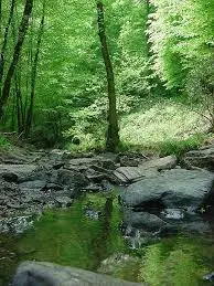 Ruisseau de la Grande Forêt