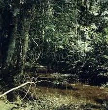 Ruisseau de Cambounet