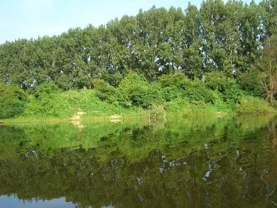 Mátyusi Rózsás-holtág