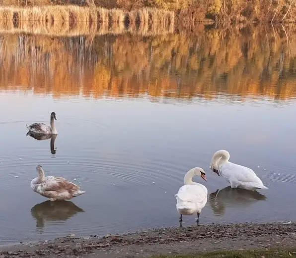 Fadd-Dombori Holt-Duna