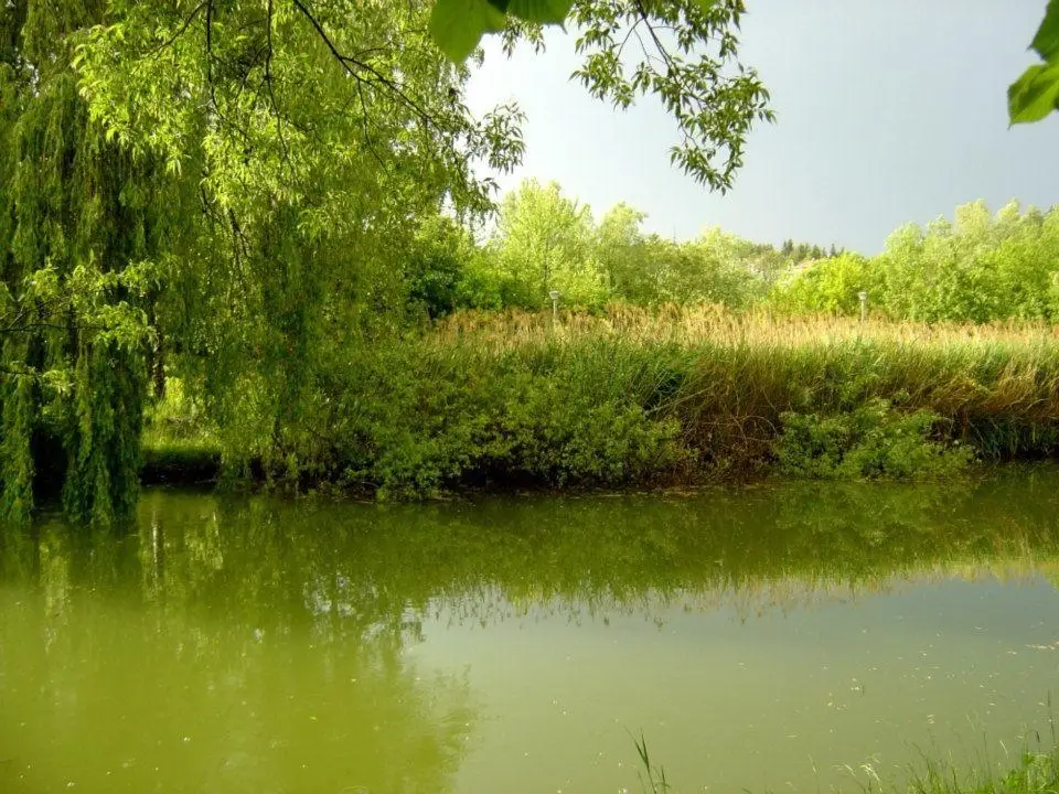 Hidegkúti horgásztó