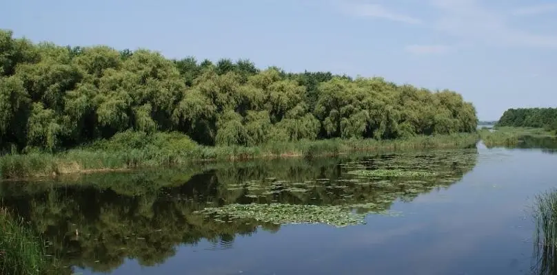 Kis-Balaton/Áteresztő