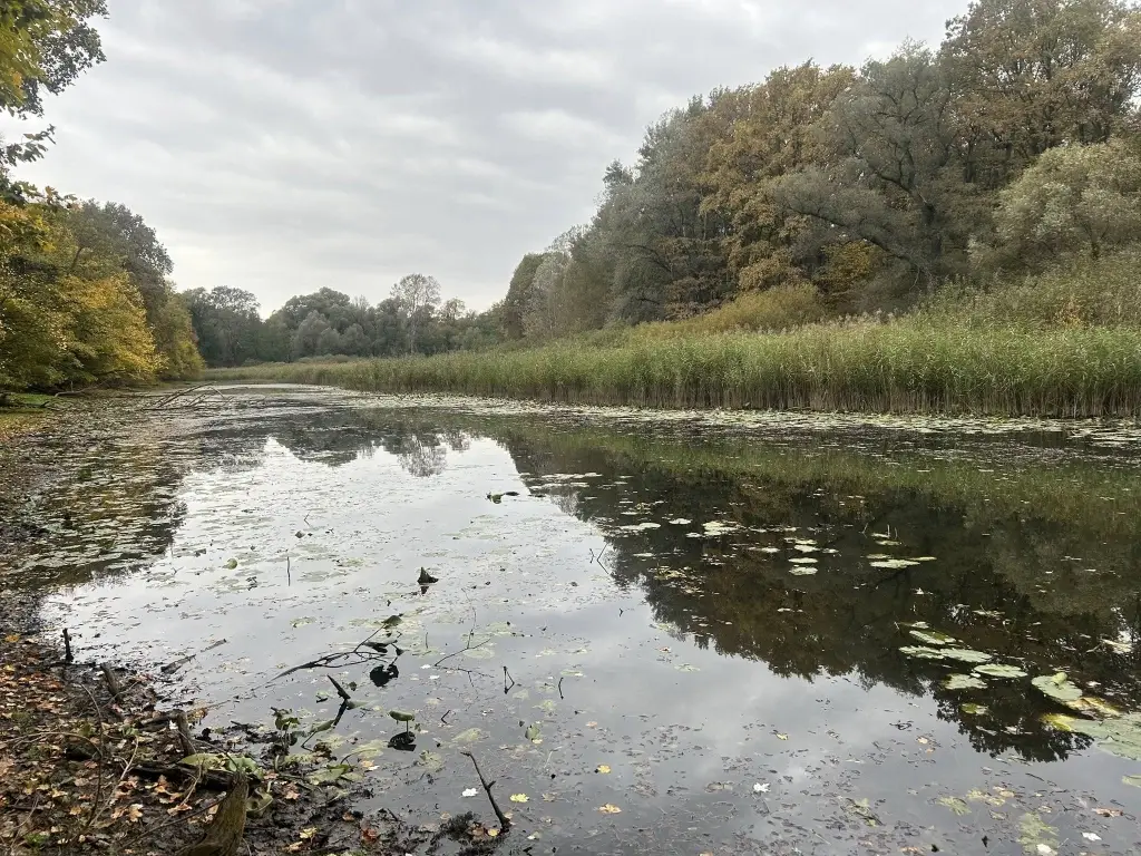 Letenyei Kóti holtág