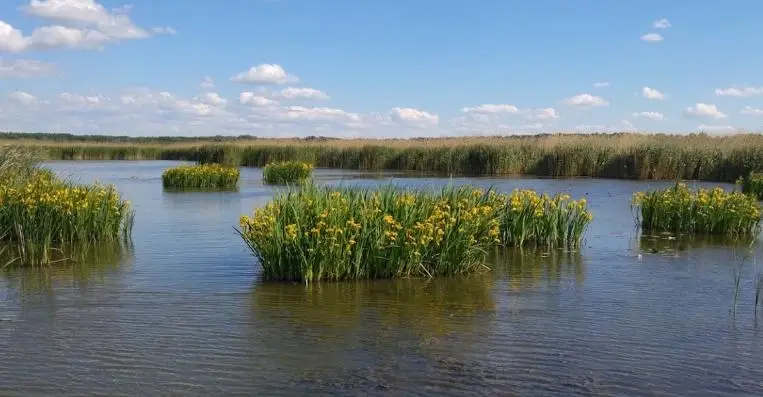 Tisza-tó (Jász-Nagykun-Szolnok megye)