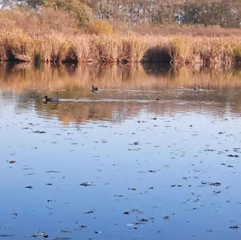 Apagyi kenderáztató