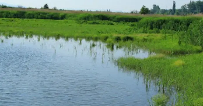 Ferencmajori-halastavak