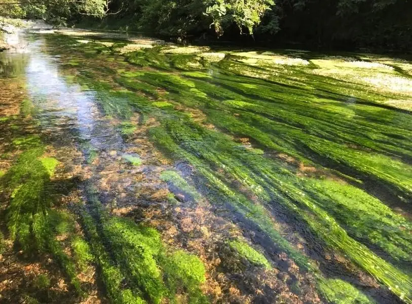 Canale Roggia Mora NO-KILL FT Novara rosso