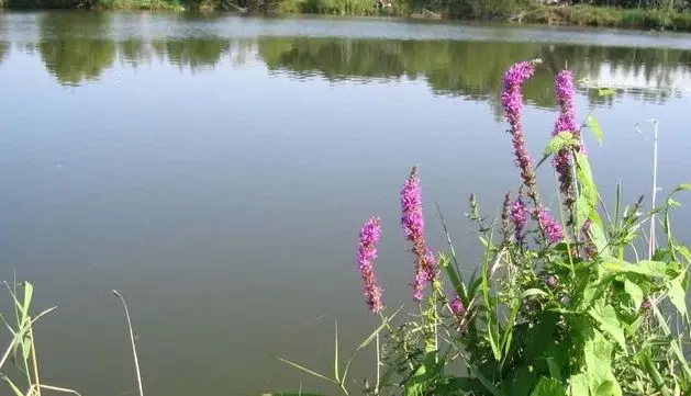 Staw Cegielnia Gdów