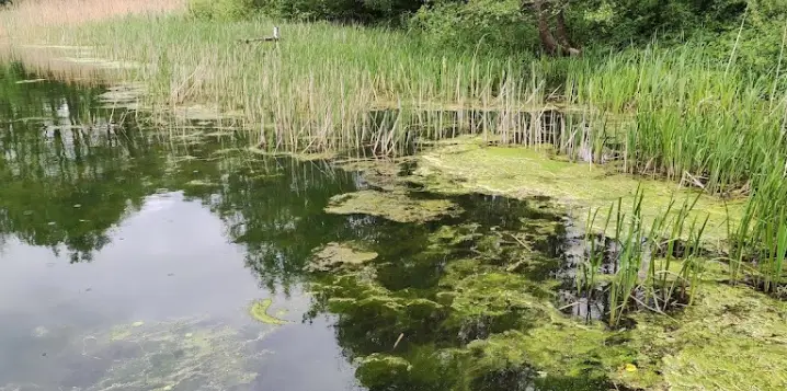 Jezioro Parlino Duże (Parlińskie)