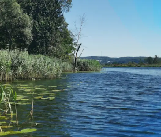 Rzeka Odra Kanał Leśny