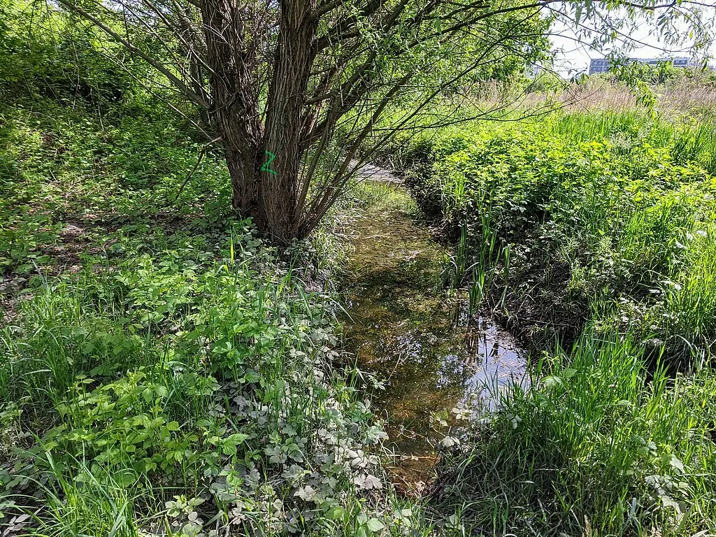 Rzeka Olszówka Krzycka