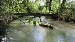 Rzeka Szreniawa - łowisko „złów i wypuść”