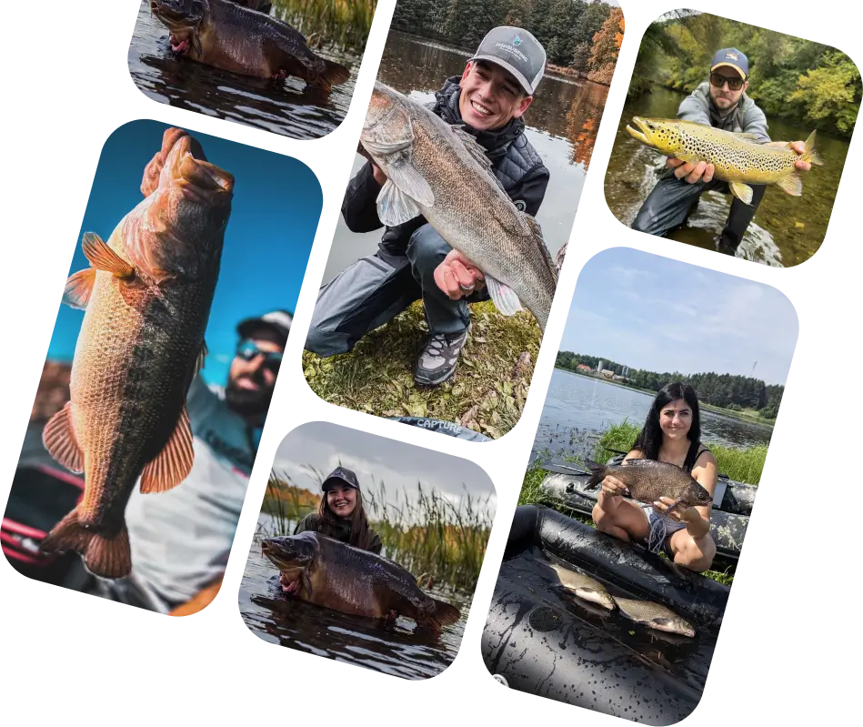 Fishsurfing feed collage