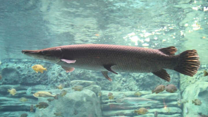 Largest freshwater fish to catch
