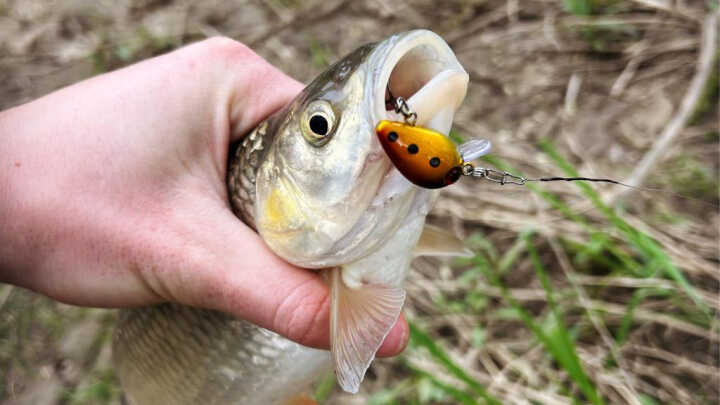 Pergető szezon kezdés