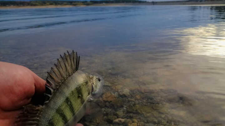 Reins Cup 2023 - язовир Копринка