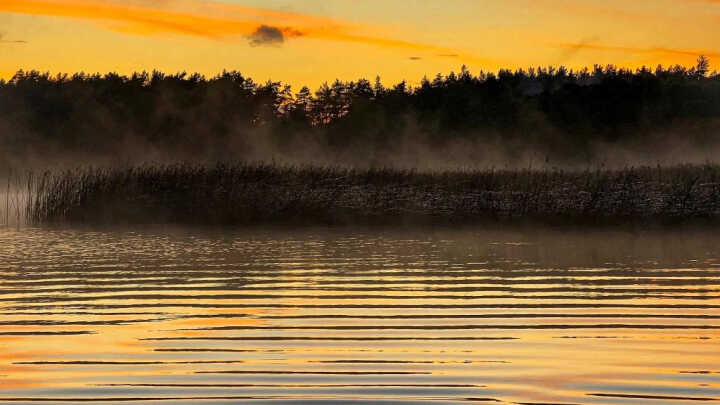 Czy karpie słyszą?