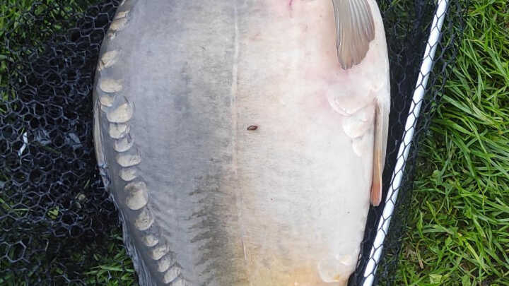 Łowisko komercyjne Selwa w Supraślu