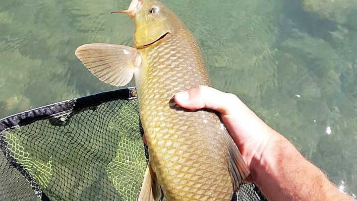 EL PODER DE LOS BIGOTES