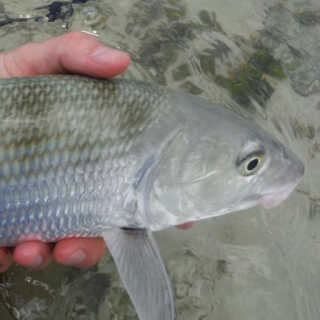 Barbados flyfishing