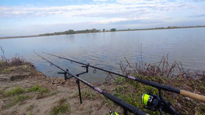 🦈Crazy Carp Lake🦈